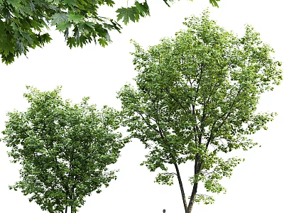 Modern Tree Landscape Tree Beech Tree 3d model