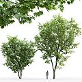 Modern Tree Landscape Tree Beech Tree 3d model