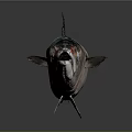Fresh Fish With Blue Green Silver Body Red Eye And Shiny Reflection Against Gray Background