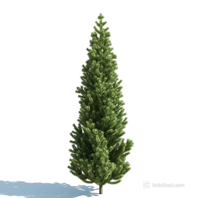 Tall Evergreen Arbor With Upright Structure And Lush Green Foliage 3d model 