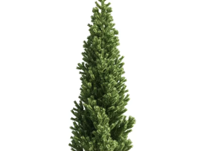 Tall Evergreen Arbor With Upright Structure And Lush Green Foliage 3d model