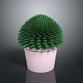 Lush Green Leafy Plant With Round Shape In Pink Pot For Indoor Decoration