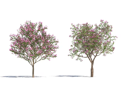 Flowering Trees with Pink Blossoms and Lush Green Foliage 3d model