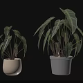 Potted Bonsai Plants With Large Green And Purple Leaves In White Pots