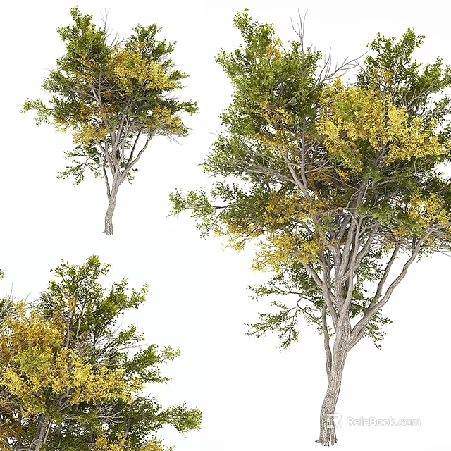Arbor Trees with Green and Yellow Leaves on Graceful Trunk and Branches 3d model 