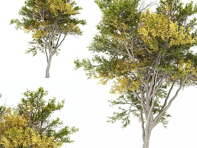 Arbor Trees with Green and Yellow Leaves on Graceful Trunk and Branches 3d model