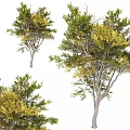 Arbor Trees with Green and Yellow Leaves on Graceful Trunk and Branches