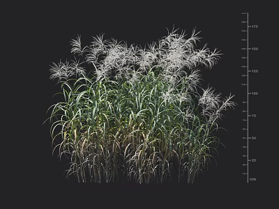 Tall Ornamental Grass with Green Leaves and White Plumes in Garden Landscape 3d model