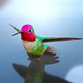 Vibrant Hummingbird Pink Head Red Throat Green Body Spread Wings Reflection On Smooth Surface