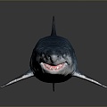 shark great white shark whale shark hammerhead shark tiger head shark man-eating shark blue shark coral red coral white coral 3d model