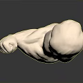 Detailed Anatomical Muscle Arm Model With Fist Pose White Sculpture Structure
