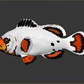 Colorful Tropical Fish With White Body Black Orange Markings On Fins Tail And Eye Accents