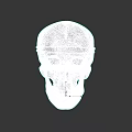 Human Skull Anatomical Structure With Detailed Bone Texture And Facial Features 3d model