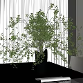Bonsai Plant With Green Leaves Slender Branches In Black Pot Indoor Modern Interior With Curtains