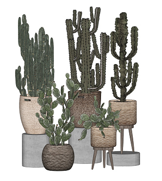 Modern Cactus Potted Plant Ornaments 3d model