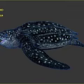 Spotted Sea Turtle With Dark Shell And Open Mouth On Reflective Surface 3d model