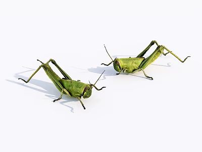 Two Green Reptiles With Long Legs On White Background Surface 3d model