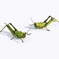 Two Green Reptiles With Long Legs On White Background Surface 3d model