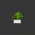 Lush Green Plants Growing In White Rectangular Planter With Gray Background And Reflective Surface