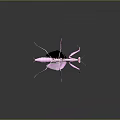 Pink Mantis With Transparent Wings And Slender Legs On Dark Background