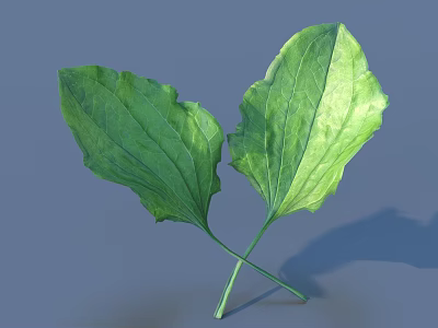 Vibrant Green Plant Leaves With Crossed Stems Glossy Surface And Fresh Healthy Look 3d model