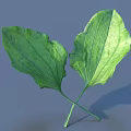 Vibrant Green Plant Leaves With Crossed Stems Glossy Surface And Fresh Healthy Look