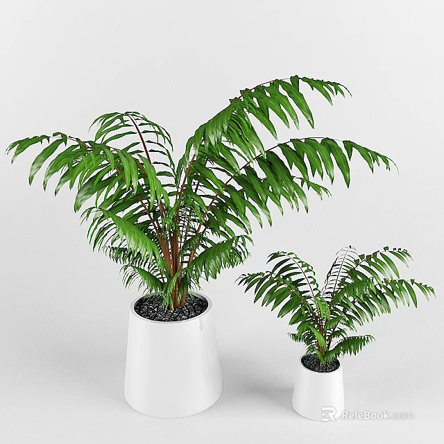 Bonsai Potted Plants with Green Leaves in White Pots and Black Pebbles 3d model 
