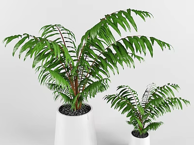 Bonsai Potted Plants with Green Leaves in White Pots and Black Pebbles 3d model