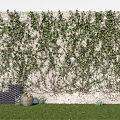 Lush Green Climbing Vines Covering Exterior Stone Wall With Lawn And Clay Pot