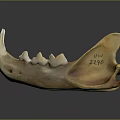Anatomical Mandible Organ Bone Specimen With Detailed Teeth Structure And Surface Markings
