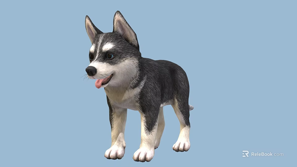 Cute Black And White Husky Puppy Standing With Tongue Out 3d model 