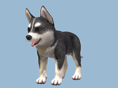 Cute Black And White Husky Puppy Standing With Tongue Out 3d model