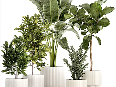 Indoor Potted Plants With Lush Green Leaves In White Decorative Pots 3d model