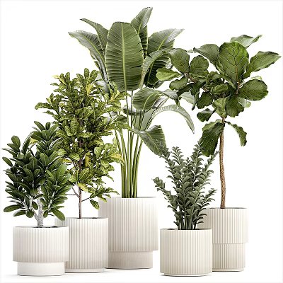 Indoor Potted Plants With Lush Green Leaves In White Decorative Pots 3d model