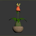 Potted Plant Featuring Red Flower Yellow Stamens and Green Leaves in Clay Pot