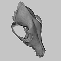 Highly Detailed Animal Skull Model Display In Scientific Research Setting