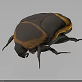Realistic Black and Yellow Beetle With Carapace Six Legs 3D Model Dark Background