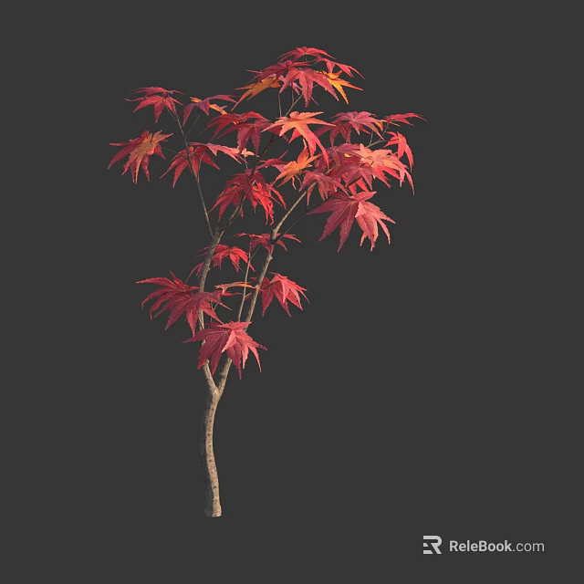 Maple Tree With Red Autumn Leaves And Slender Trunk On Dark Background 3d model 