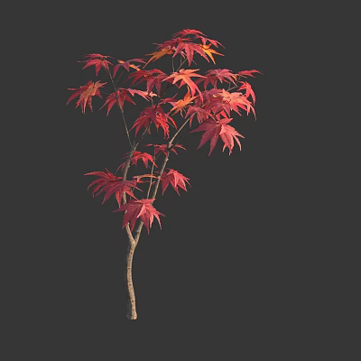 Maple Tree With Red Autumn Leaves And Slender Trunk On Dark Background 3d model