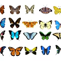 Modern Butterfly 3d model