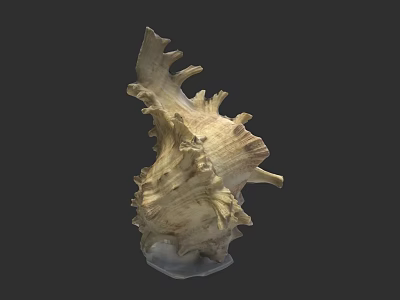 Conch Shell Sculpture Carving With Intricate Details And Natural Texture Design 3d model