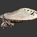 Modern cicada shell 3d model