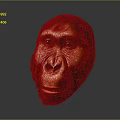 Ancient Hominid Head Model With Detailed Facial Features And Scientific Reconstruction