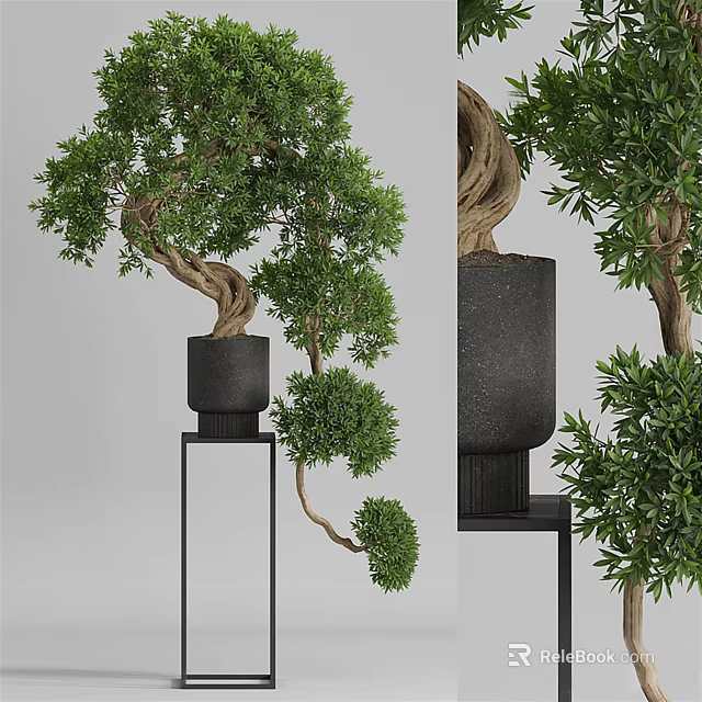 Bonsai Plant With Curved Trunk And Lush Green Leaves In Black Pot On Stand 3d model 