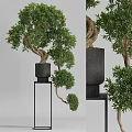 Bonsai Plant With Curved Trunk And Lush Green Leaves In Black Pot On Stand