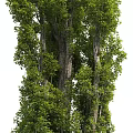 Tall Arbor Trees With Lush Green Foliage And Textured Trunks In Natural Setting