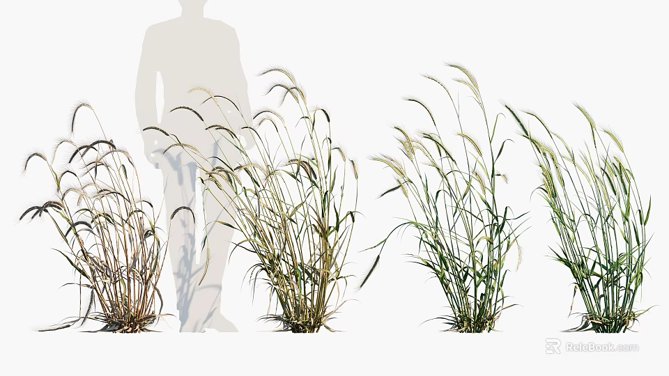 Various Crop Plants With Different Growth Stages And Human Silhouette For Size Reference 3d model 