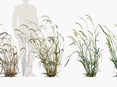 Various Crop Plants With Different Growth Stages And Human Silhouette For Size Reference 3d model