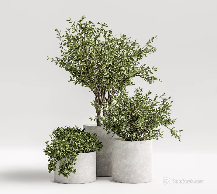 Three Bonsai Plants in White Cylindrical Pots with Lush Green Foliage 3d model 