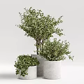 Three Bonsai Plants in White Cylindrical Pots with Lush Green Foliage
